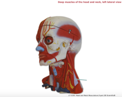 knowt flashcard image