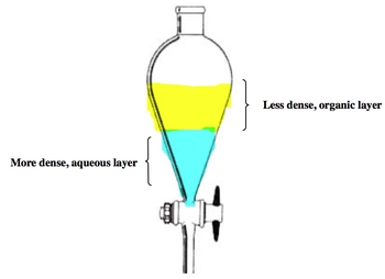<ul><li><p>2 solvents separate based on density (for this, it’s ethanol solution on top, water on bottom)</p></li><li><p>desired product is in aqueous layer (H2O), so it can be drained out</p></li><li><p>for this lab (based on exam 1 question), the following is correct:</p><ul><li><p>top layer is aqueous HCI</p></li><li><p>after HCI addition, the species in the top layer is CH3(CH2)3NH2</p></li><li><p>bottom layer is dichloromethane (organic solvent)</p></li><li><p>after HCl addition, the species in the bottom layer is pentane</p></li></ul></li></ul><p></p>