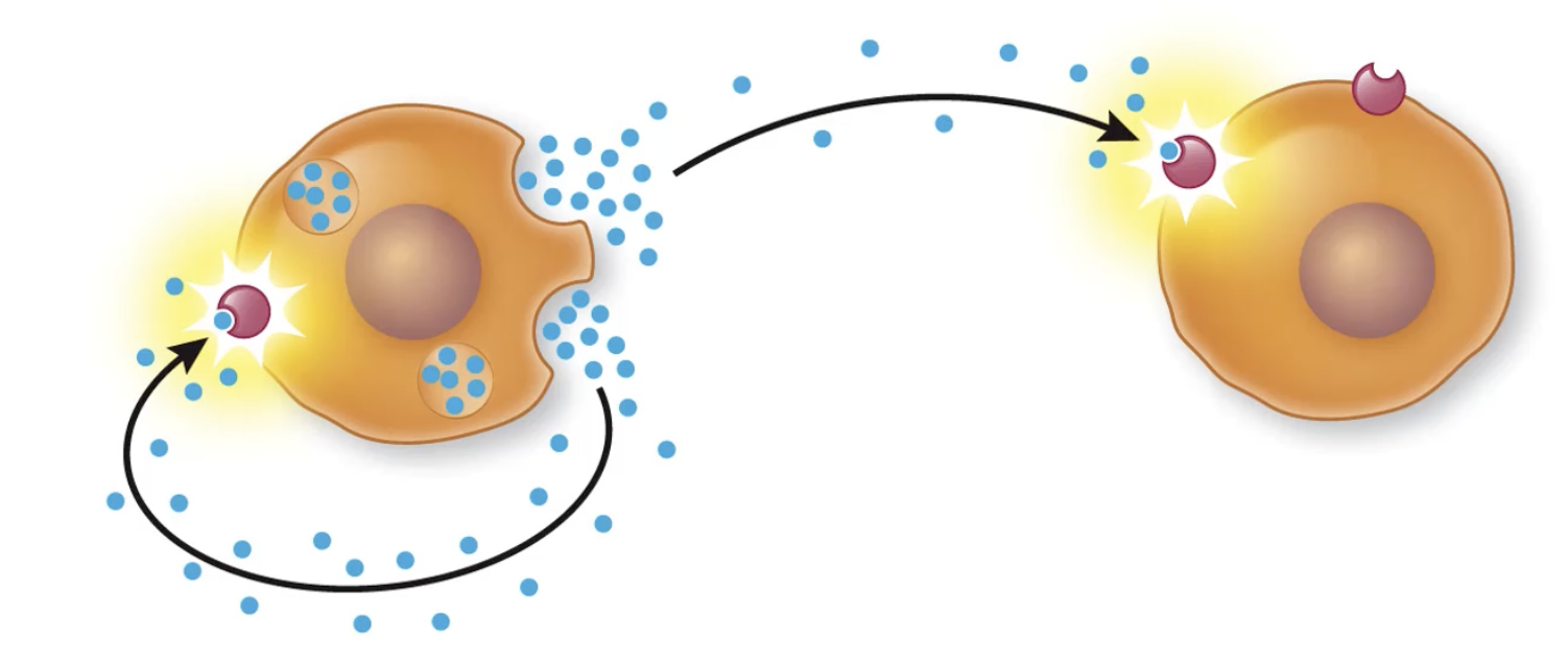<p>signaling between nearby cells</p>