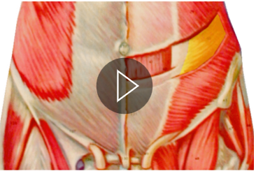 <p>What is the highlighted muscle? What is its action?</p>