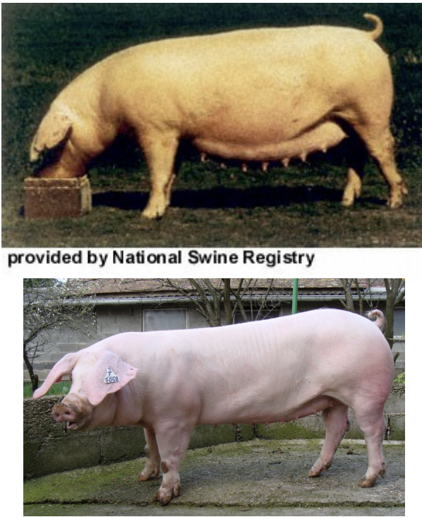 <ul><li><p><strong>origin</strong>: denmark</p></li><li><p>heavy milkers</p></li><li><p>white in color with large droopy ears</p></li><li><p>extremely long bodies</p></li></ul><p></p>