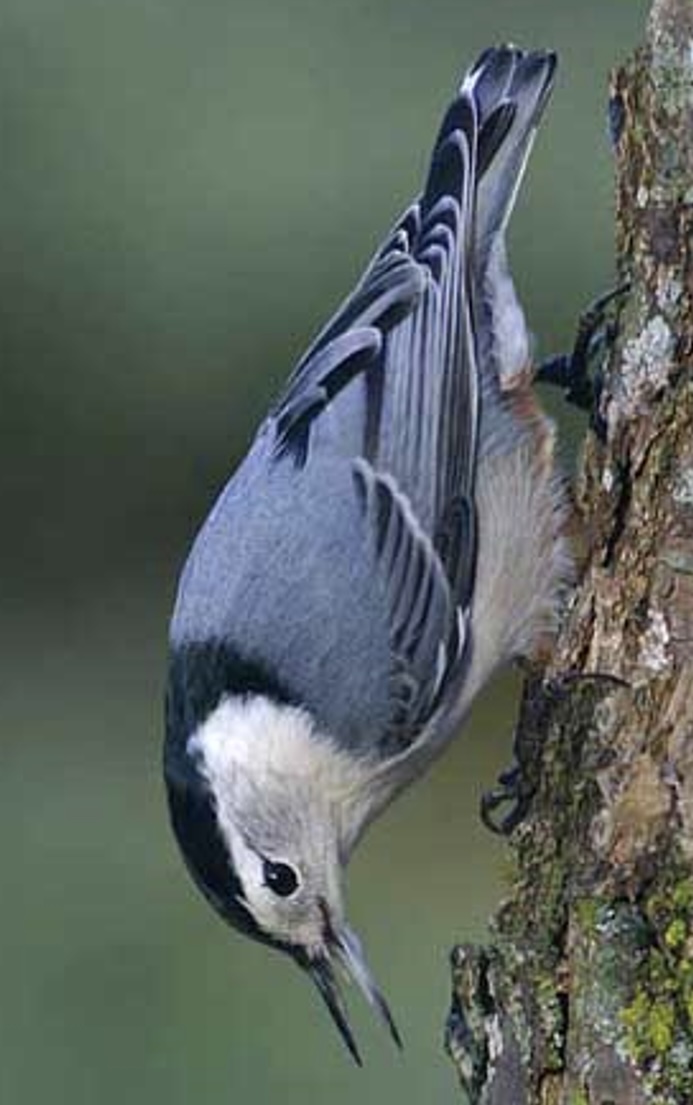 knowt flashcard image