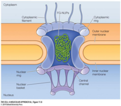 <p>Large aqueous channel structure in the nuclear envelope allowing selective and nonselective macromolecular transport.</p>