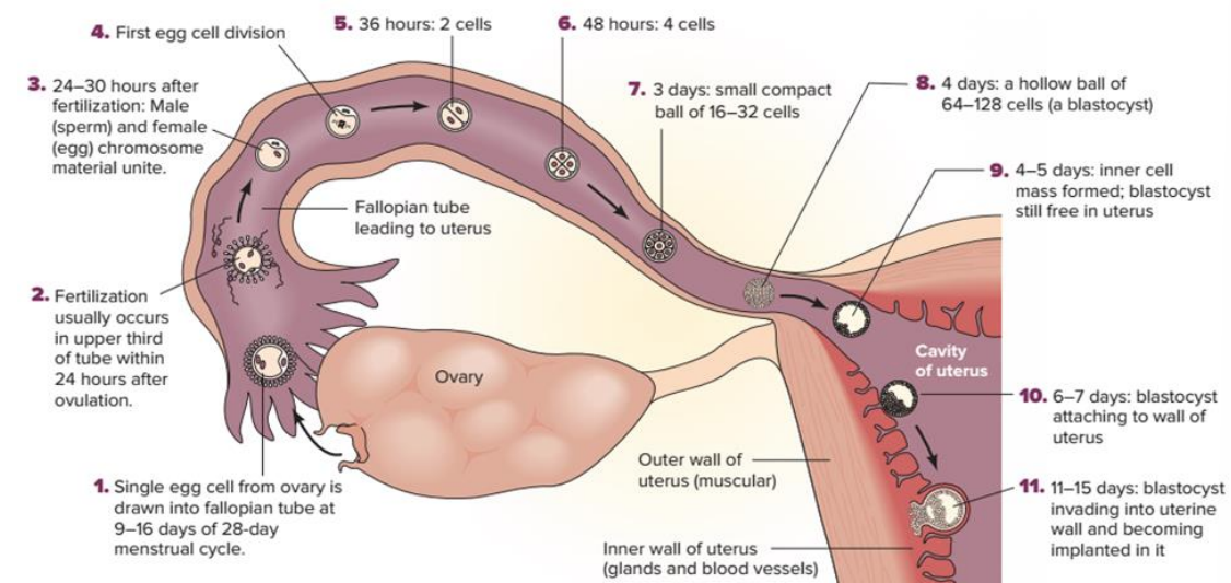 <ul><li><p>creation of fertilized egg = zygote</p></li><li><p>beginning of cell division and differentiation starts to take place</p></li><li><p>as cell division continues, the mass of cells that will eventually develop into the embryo (called the blastocyst)</p></li><li><p>blastocyst is surrounded by the trophoblast, outer layer of cells that will later provide nutrition and support for the embryo</p></li><li><p>attachment of zygote to the uterine wall</p></li></ul><p></p>