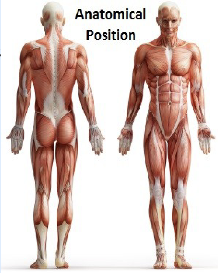 <p><strong>Upright, feet together, head and toes forward, arms at side, palms facing forward</strong></p>