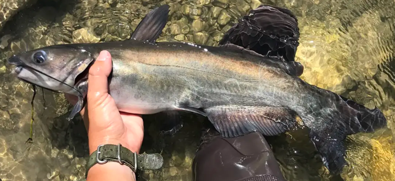 <p>Ictalurus punctatus</p><p>native</p><p>catfish</p><p>no scales and large barbels near mouth, black spots on sides, deeply forked/lobed tail </p>