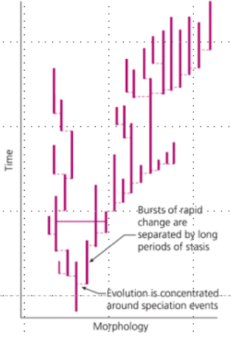 <ul><li><p>periods of stasis punctuated by brief periods of rapid change</p><ul><li><p>associated with speciation events</p></li></ul></li></ul><p></p>