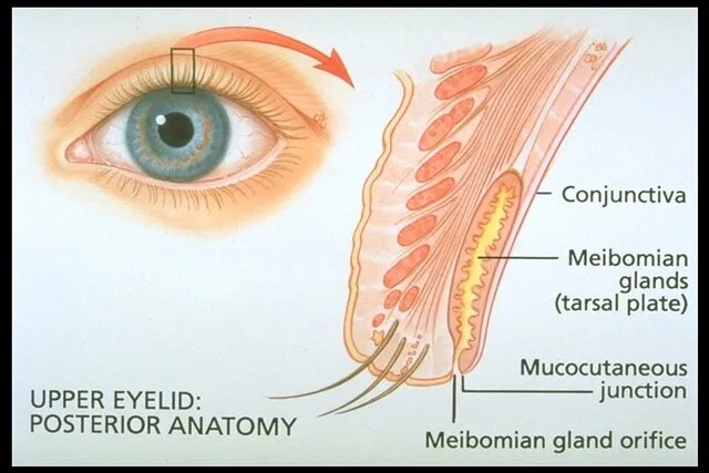 <p>Tarsal (Meibomian) glands are associated with the</p>
