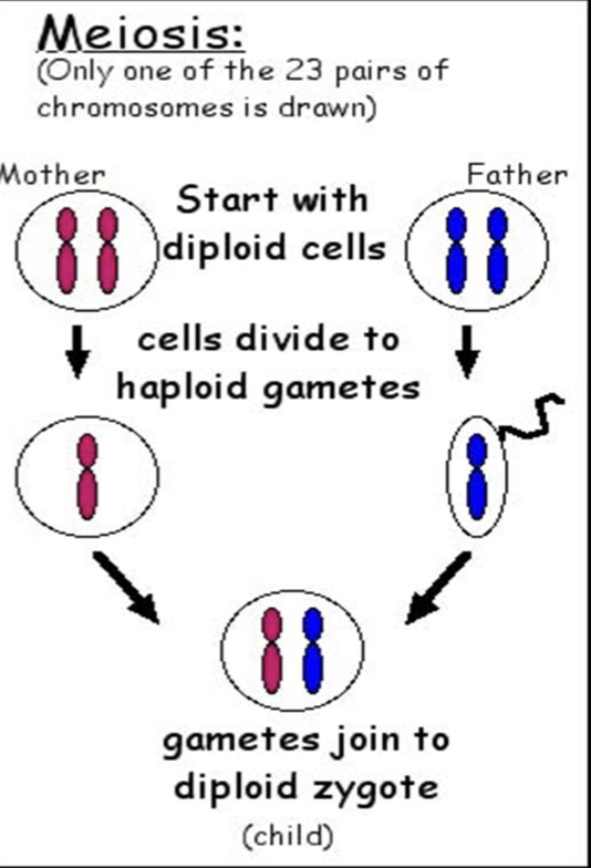 <p>Meiosis is <strong>reproductive</strong> <strong>cell</strong> <strong>division</strong> that only occurs in the <strong>gonads</strong></p><p>They produce cells that have a <strong>haploid</strong> <strong>number (23)</strong> of <strong>chromosomes</strong> </p>