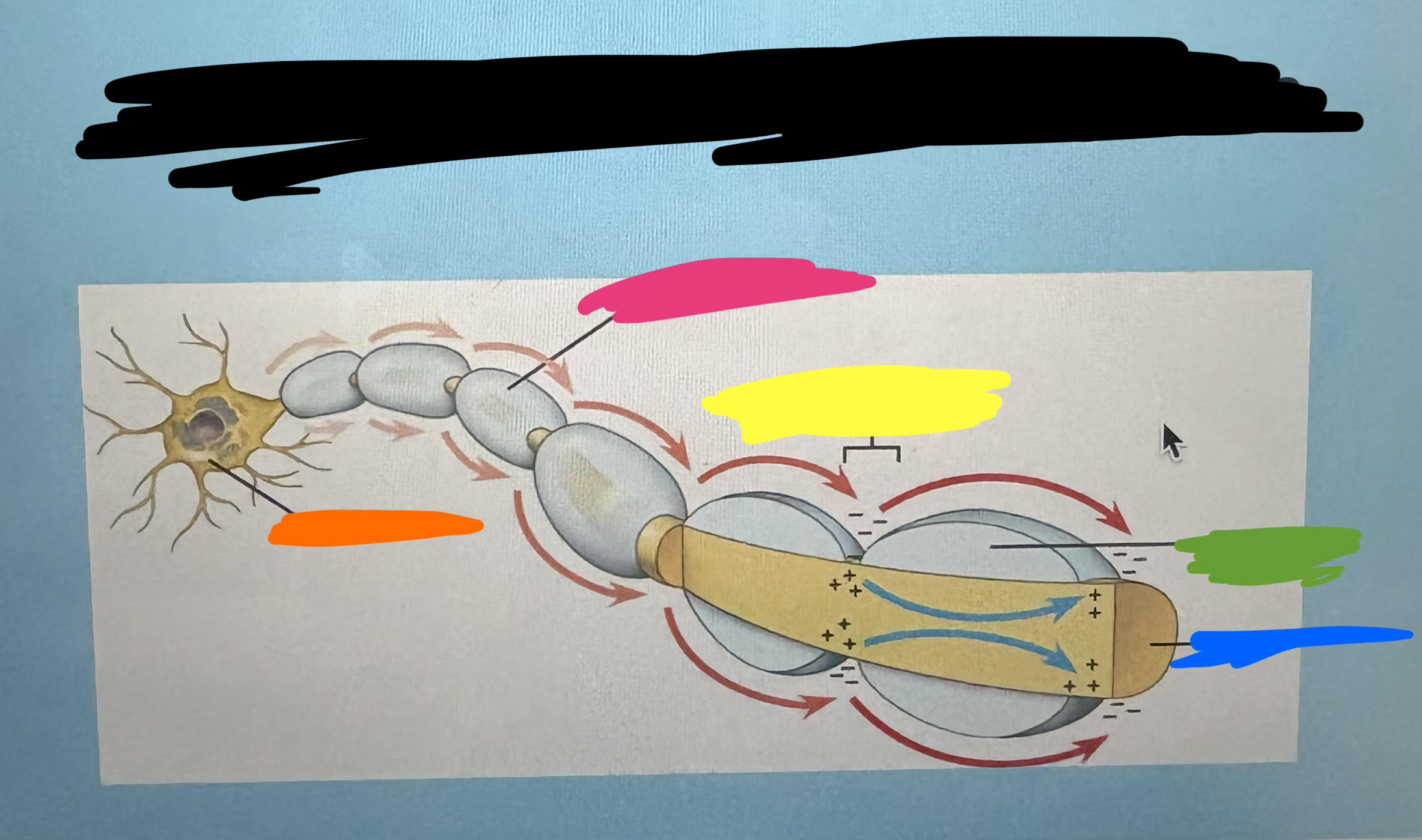 <p>What’s orange?</p>