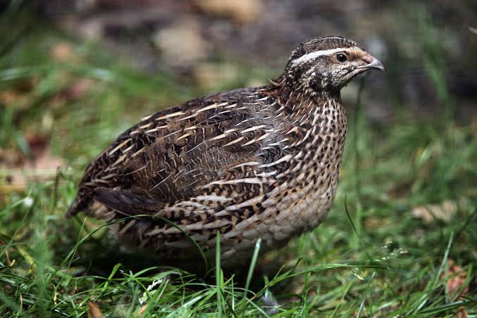 <p>identify</p>
