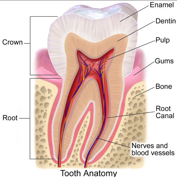 <ul><li><p>Crown: enamel</p></li><li><p>Root: cementum</p></li><li><p>when they meet its called the cementoenamel junction (CEJ)</p></li></ul><p></p>