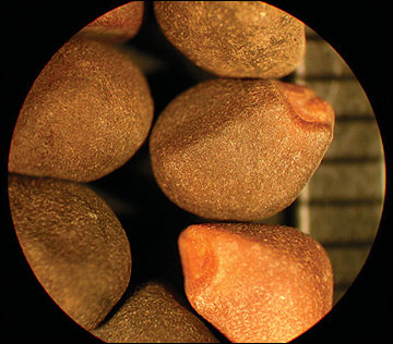 <p>Identify the seed</p>
