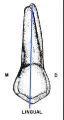 <p>- smoothly convex</p><p>- smaller than the buccal cusp</p><p>- lingual ridge is not well defined</p>