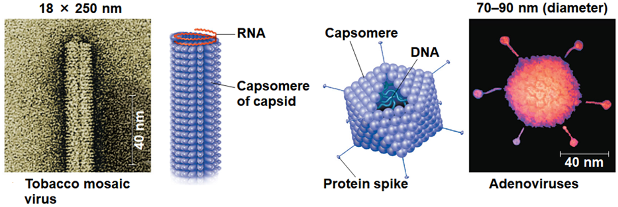 <p>Capsid</p>
