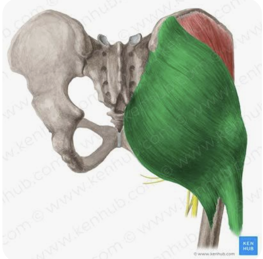 <p>O: Thoracolumbar fascia; gluteal fossa of the iliac wing; sacrotuberous ligament; posterior and inferior sacrum and coccyx</p><p>I: Gluteal tuberosity of the femur; iliotibial band</p><p>A: Extension of thigh; external rotation of thigh, abduction of thigh</p><p>N: Inferior gluteal nerve</p>