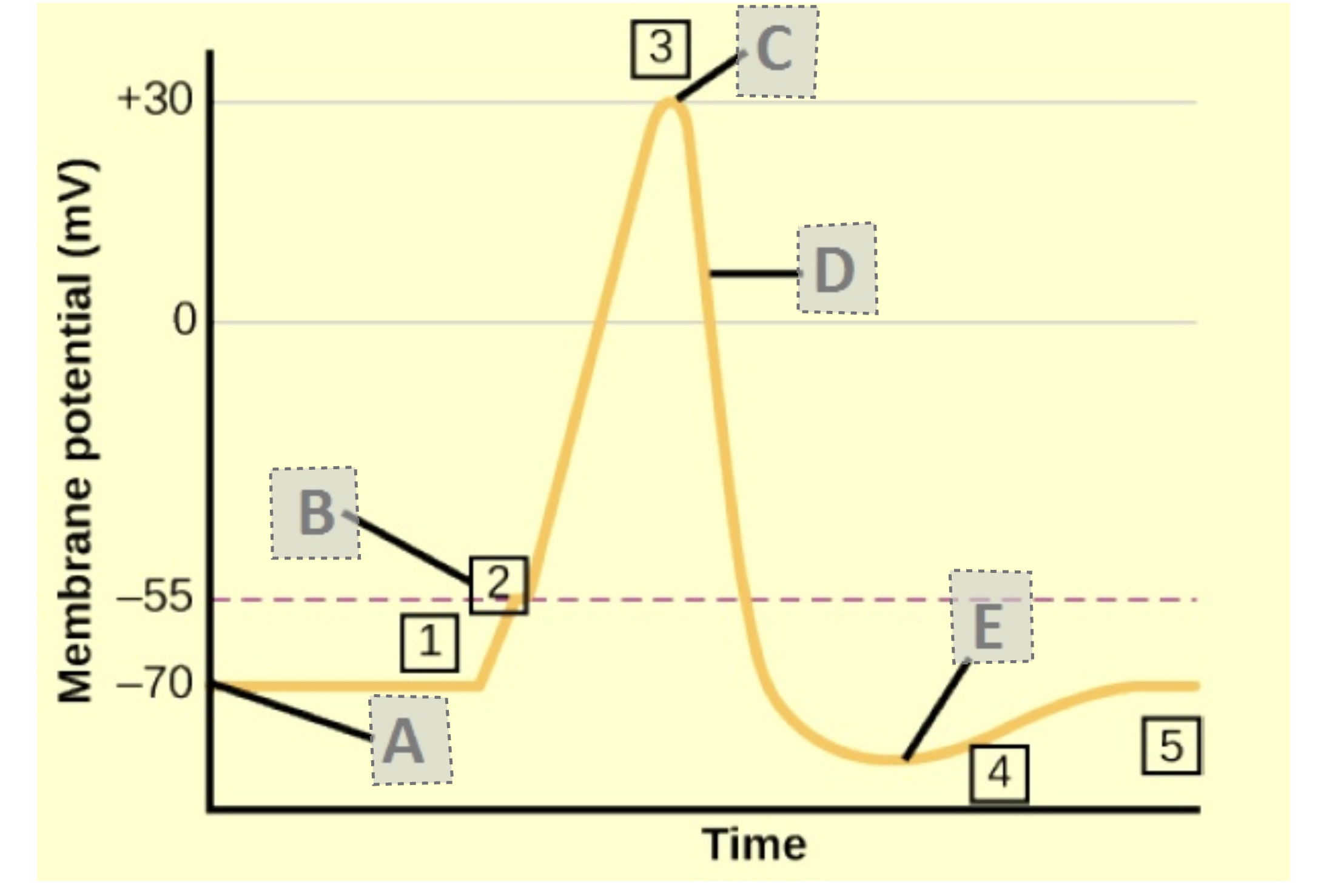 <p>Repolarization</p>