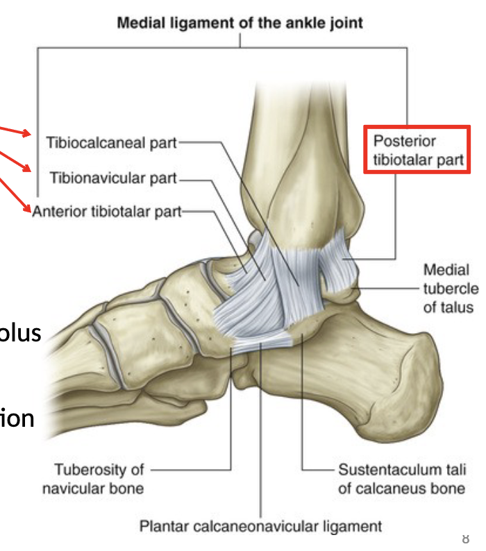 <p>Deltoid Ligamet: Anterior Tibiotalar, Tibionavicular, Tibiocalcaneal, Posterior Tibiotalar</p>