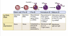 <p>stem cell > pro-B > pre-B (pre-BCR and u) > immature B (IgM) > mature B (IgM and IgD)</p>
