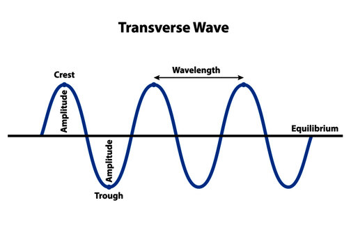 <p>Transverse Wave</p>