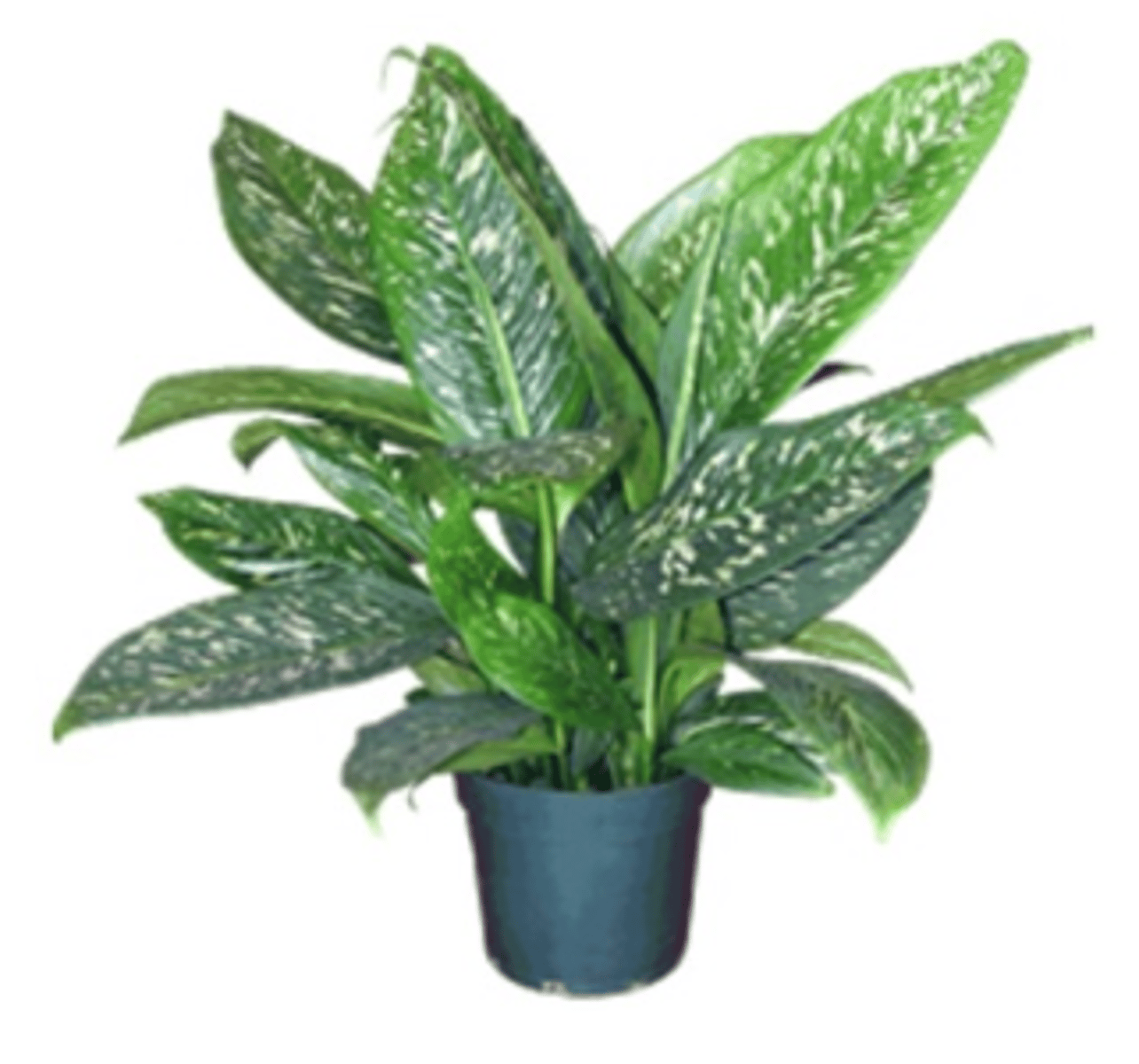 <p>Raphide oxalates, repel, Araceae</p>