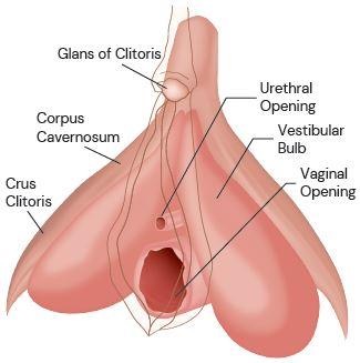 <p>Very sensitive to stimulation and is integral to sexual pleasure of people with clitorises, only external part of the greater clitoral structure</p>