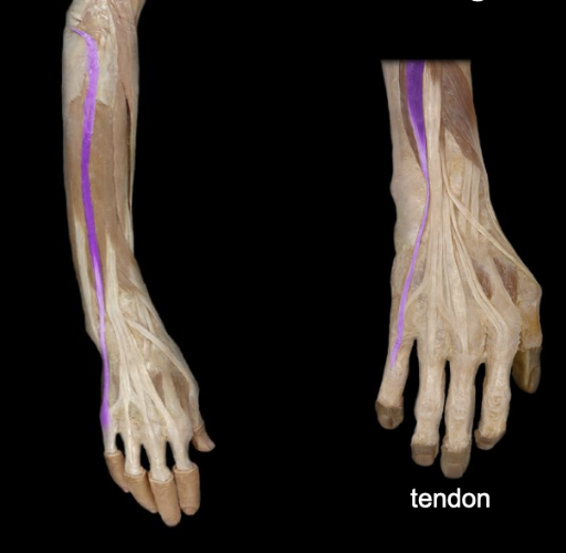 <p>What the highlighted structure is acting on the <strong><mark data-color="#ffdb9c" style="background-color: rgb(255, 219, 156); color: inherit;">Wrist and Hands</mark>.</strong> What muscle is this called?</p>