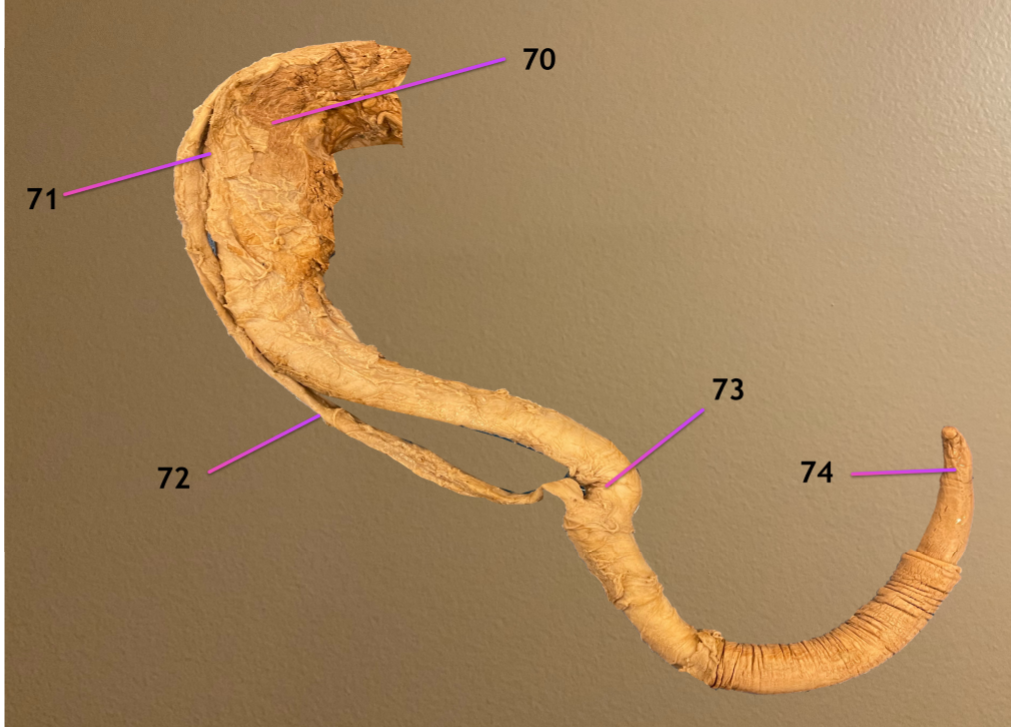 <p>view of penis</p><p>.</p><p>label 70-73</p>