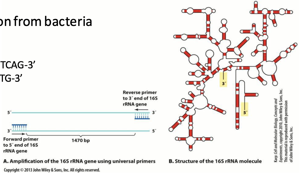 <p><strong>Purpose:</strong> To determine <strong>“who’s there”</strong> in a microbial community without needing to grow microbes in culture.</p><ul><li><p>Direct sequencing (without growth or cloning)</p><ul><li><p>Extraction of DNA from an environmental sample</p></li><li><p>Followed by PCR (often for SSU rRNA genes) and sequencing</p></li><li><p>Compare to databases of known sequences for identification</p></li></ul></li></ul><p><strong>Example: </strong>PCR amplification of a 16S rRNA gene region from bacteria isolated from yogurt</p><ul><li><p>Forward primer (27F): 5’-AGAGTTTGATCMTGGCTCAG-3’</p></li><li><p>Reverse primer (519R): 5’-GWATTACCGCGGCKGCTG-3’</p></li><li><p>These primers amplify a specific region of the 16S rRNA gene to see <strong>which bacteria are present</strong>.</p></li></ul><p></p>