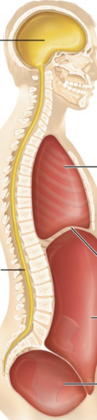<p>Dorsal Cavity </p>