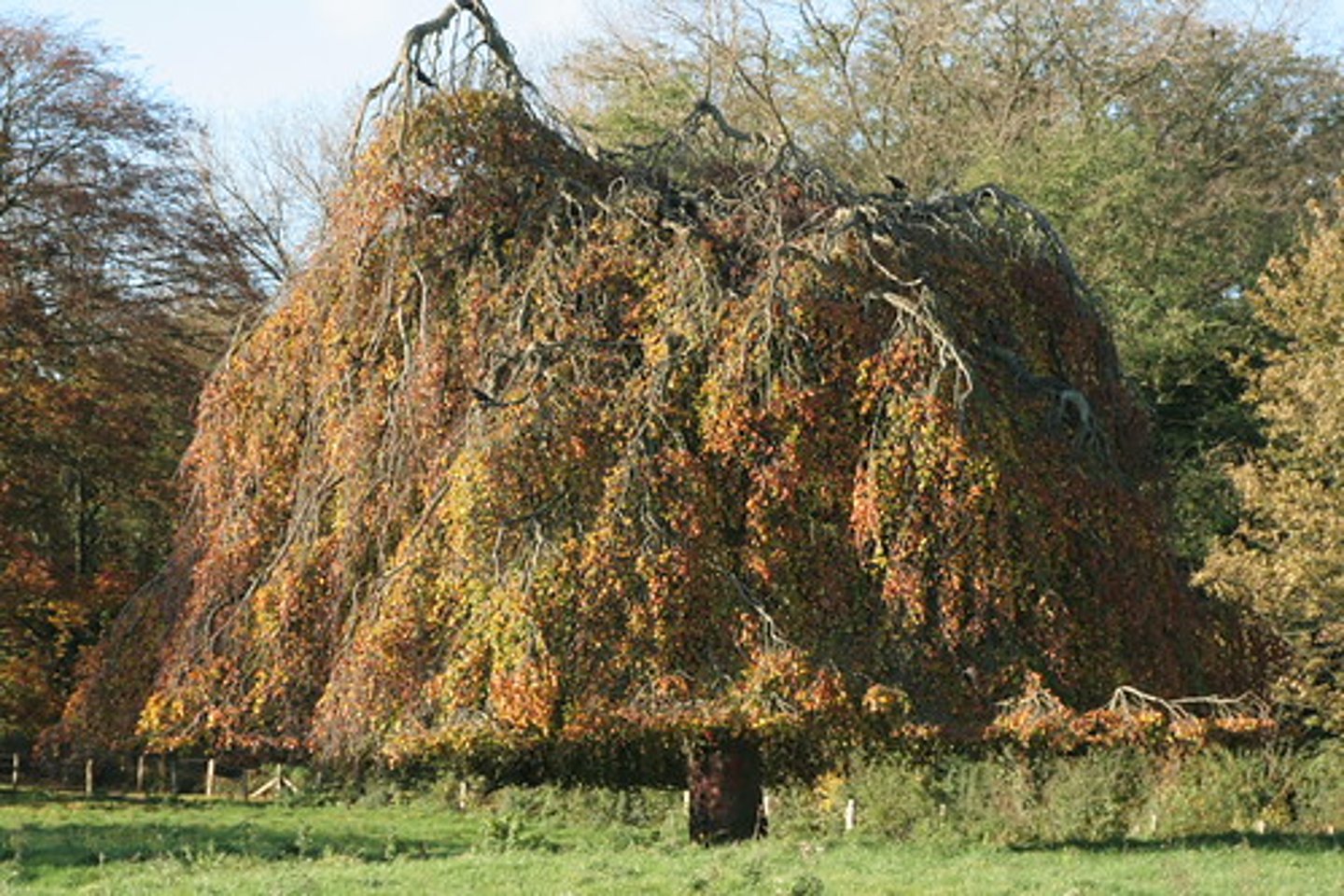 <p>un hêtre</p>