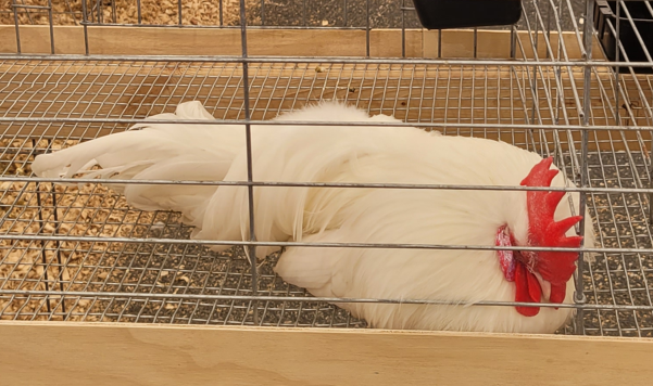 <p>What type of Cock is this?</p>