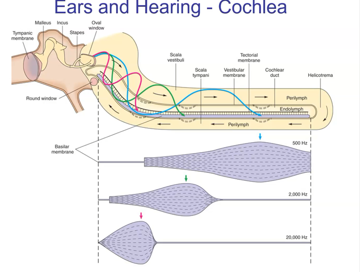 <p>Low tones (bass) travel far, so receptors far from the oval window are stimulated. Mid tones (speech) are detected midway. High tones (opera) travel only a short distance, so receptors close to the oval window are stimulated.</p>