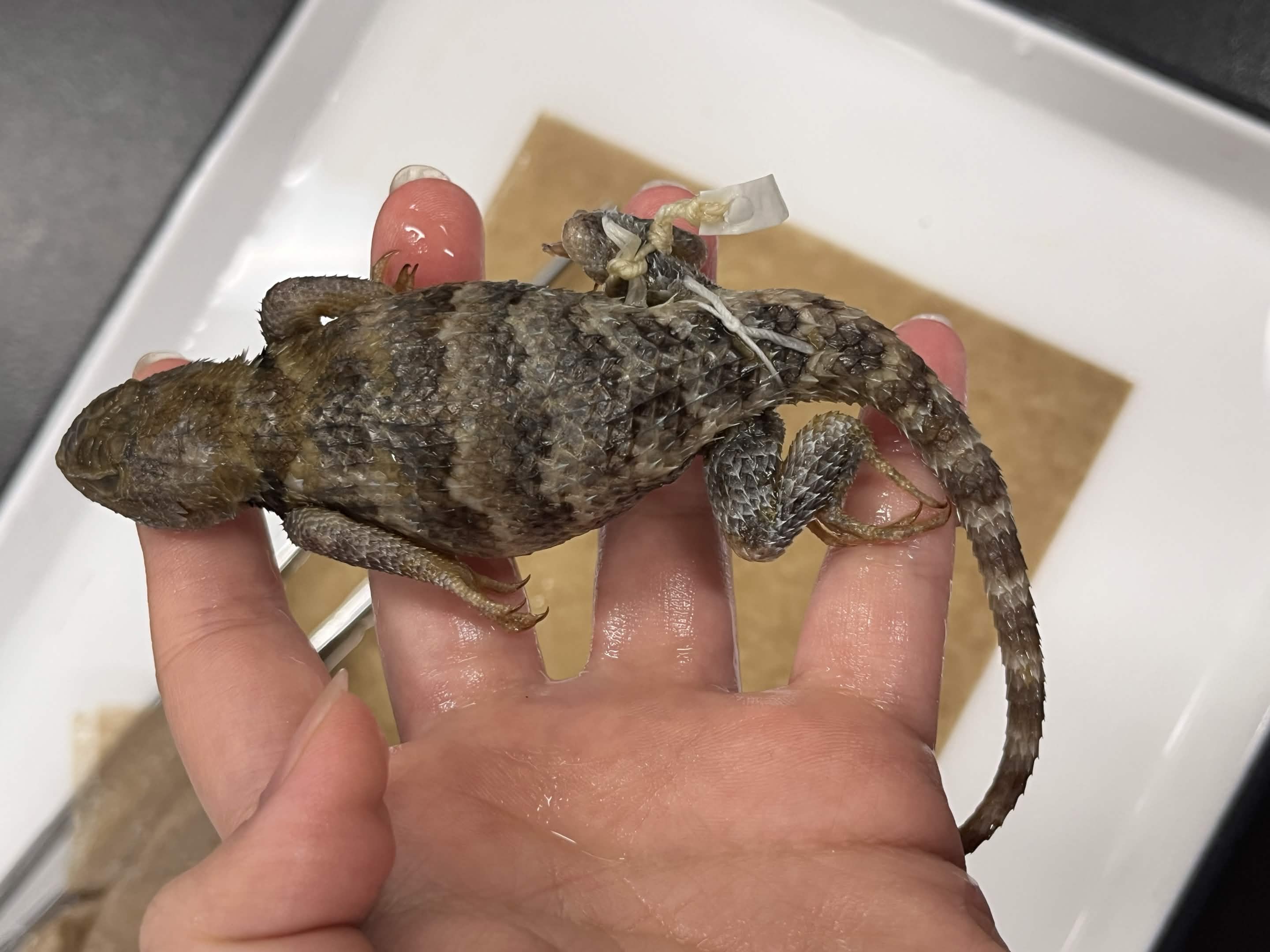 <p>Family + Species?</p><ul><li><p><strong>White/Black/White collar</strong></p></li><li><p><strong>Pointy scales</strong></p></li></ul><p></p>