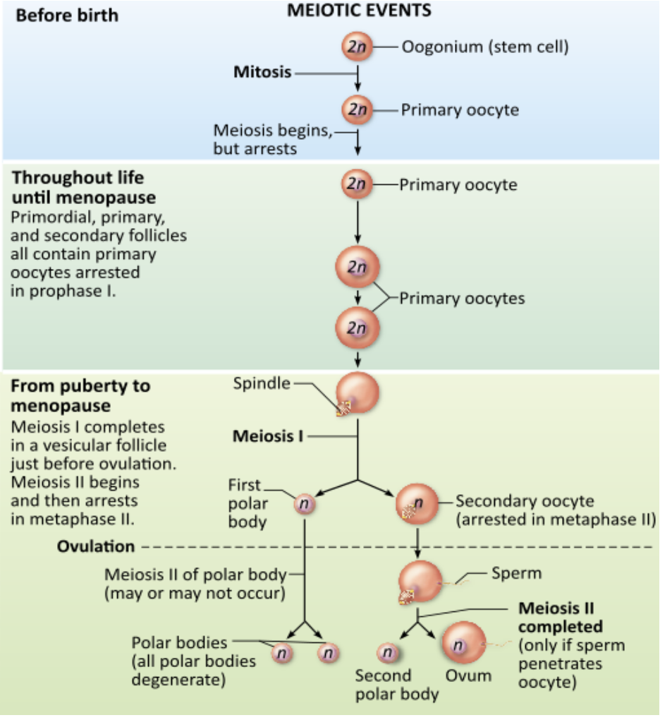 <p><span>What is the main difference between oogenesis and spermatogenesis in terms of meiosis?</span></p><table style="min-width: 25px;"><colgroup><col style="min-width: 25px;"></colgroup><tbody><tr><td colspan="1" rowspan="1" style="margin: 0px; padding: 0.3em; position: relative;"><p>The number of functional gametes produced is different. &nbsp; &nbsp; &nbsp; &nbsp;</p></td></tr><tr><td colspan="1" rowspan="1" style="margin: 0px; padding: 0.3em; position: relative;"><p>Oogenesis produces three polar bodies, while spermatogenesis produces only one. &nbsp; &nbsp; &nbsp; &nbsp;</p></td></tr><tr><td colspan="1" rowspan="1" style="margin: 0px; padding: 0.3em; position: relative;"><p>Oogenesis does not include a second meiotic division. &nbsp; &nbsp; &nbsp; &nbsp;</p></td></tr><tr><td colspan="1" rowspan="1" style="margin: 0px; padding: 0.3em; position: relative;"><p>Oogenesis takes place in the uterus, while spermatogenesis takes place in gonadal tissue. &nbsp; &nbsp; &nbsp; &nbsp;</p></td></tr></tbody></table><p></p>