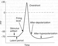 <p>At low values, an increase in the STIMULATION current will lead to a gradual increase in the deviation of the membrane potential from its resting level. At some value of the stimulus, an action potential will be GENERATED, further increase in the strength of the stimulation will not lead to a change in the membrane response.</p>