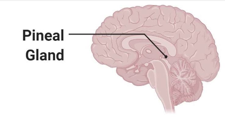 <p><span>pineal</span></p>