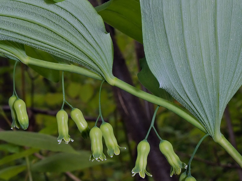 <p>Polygonatum pubescens</p>