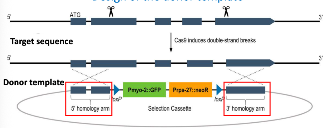 <p>5’ homology arm and 3’ homology arm</p><ul><li><p>in order for a template to be used in HDR, it must be flanked by sequences that are homologous to the targeted area</p></li><li><p>the homology arms should also cover the regions of the target sequence that will be cut</p></li><li><p>in this case, the template is being used to replace target gene sequences with selectable marker genes</p></li></ul><p></p>