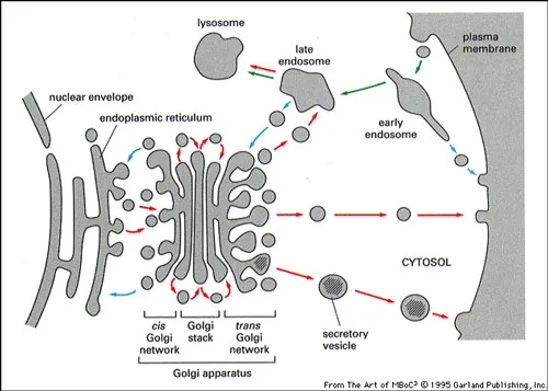<ul><li><p>Receives vesicles from ER</p></li><li><p>Closest to nucleus/ER</p></li></ul><p></p>