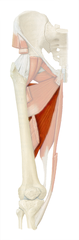 <p>Definition: The largest muscle of the medial (inner) thigh, located deep to the other adductor muscles. It primarily adducts the thigh (moves it toward the body's midline). It has two parts: an adductor part and a hamstring part.</p><p> - Action: Adduct hip (thigh) </p><p> - Innervation: Obturator nerve</p>