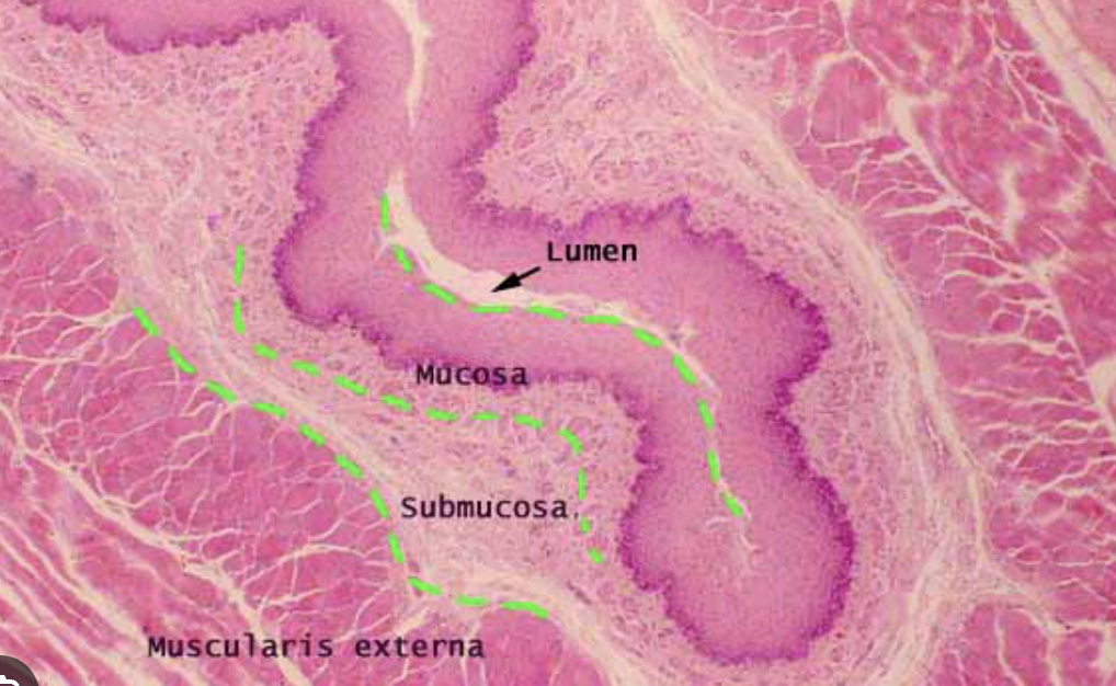 <p>Muscularis externa </p>