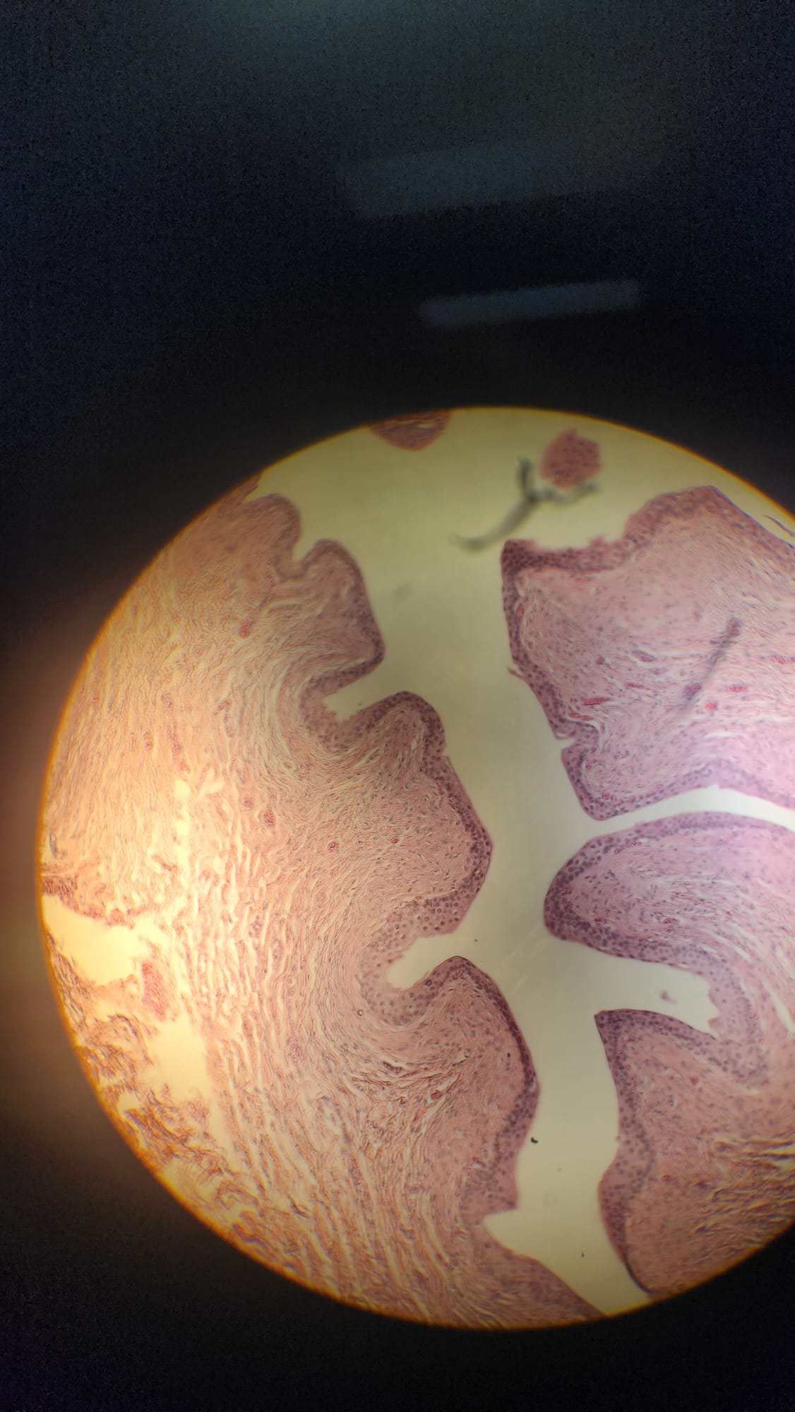 <p>Which organ is this?</p>