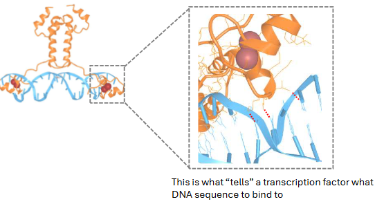 <p>Regulation at Transcription Level:</p><p>Transcription factors participate in __ intermolecular _ with DNA. This is x</p>
