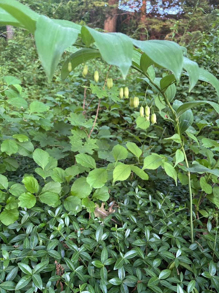 Solomon's-seal (n/a)