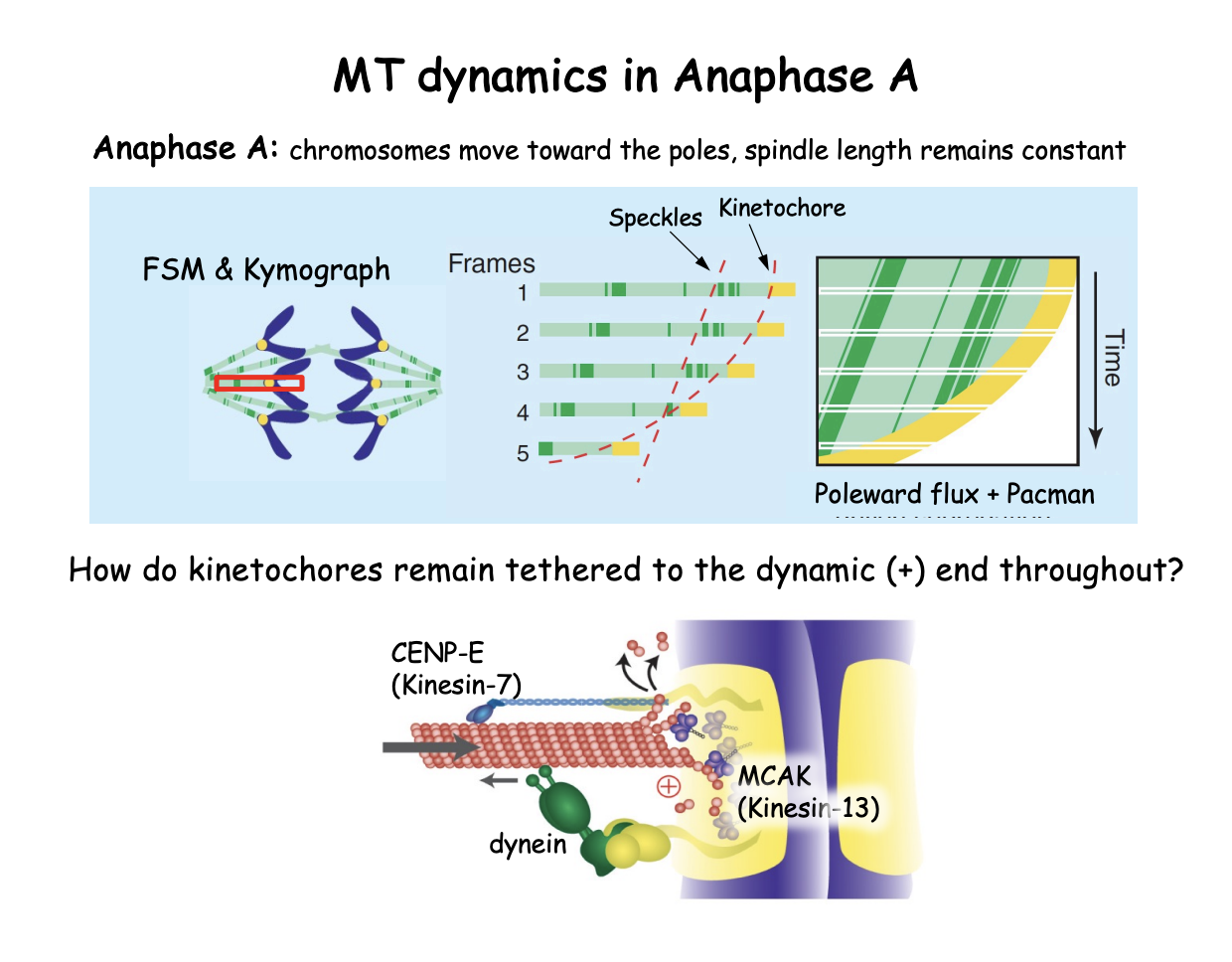 <p>Initial period of anaphase in which chromosomes move toward the respective poles along a spindle of <strong>constant length:</strong></p><ol><li><p>kMTs shorten</p></li><li><p>kinetochore acting like a ‘pacman’ at the + end </p></li><li><p>while MT poleward flux continues</p></li><li><p>result: chromosomes move toward the poles</p></li><li><p>while pole-to-pole distance remains constant</p></li></ol><p></p>