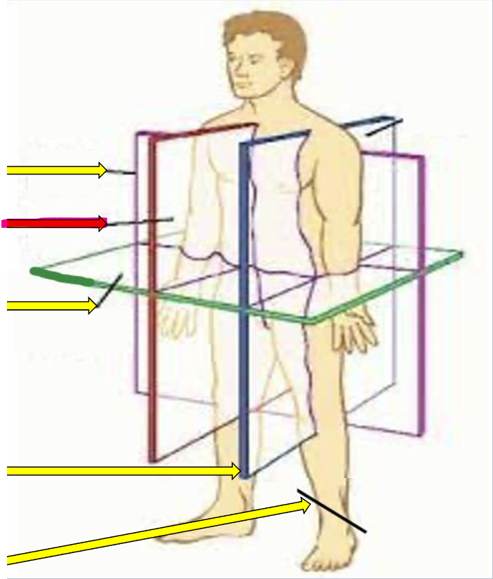 A cut straight down the exact middle of the body, making equal right and left halves