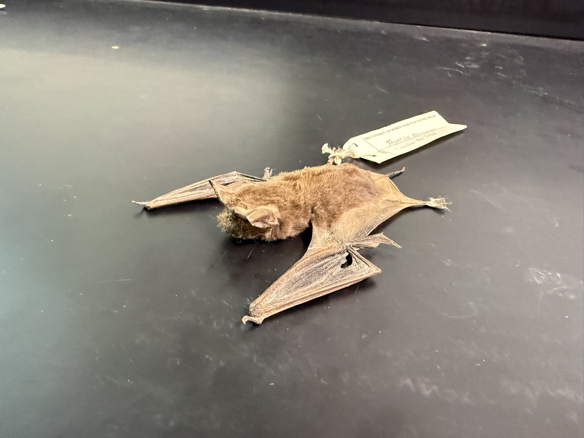 <p>What is the name and taxonomy of the species?</p>