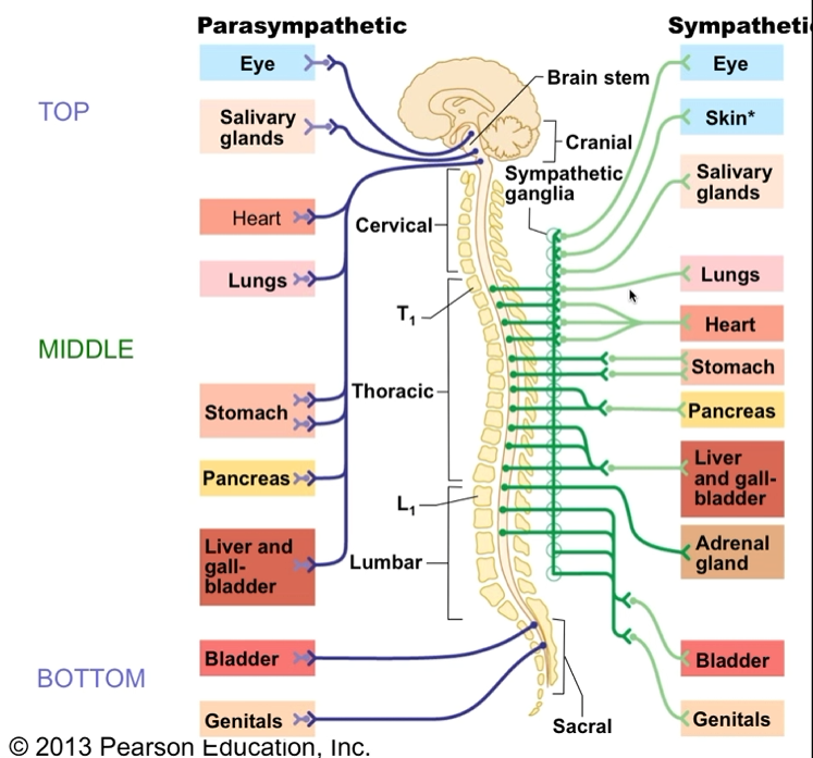 <ul><li><p>Parasympathetic</p><ul><li><p>Close to target organ</p></li></ul></li><li><p>Sympathetic</p><ul><li><p>Close to spinal cord</p></li></ul></li></ul><p></p>