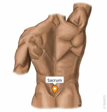 <p>sacral</p>